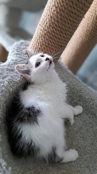 Пристраивается котенок