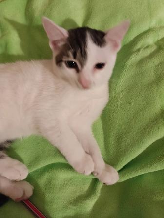 Котята. Отдам котенка в добрые руки. Девочка, 3,5 месяца. Общительная.