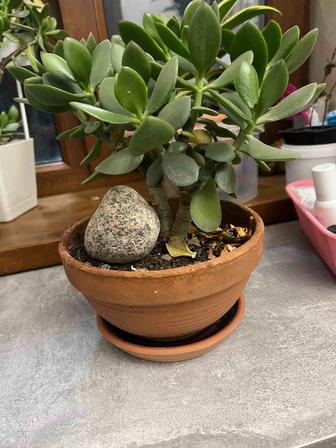 Продам растения