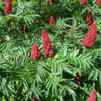 Отдам саженцы сумах оленерогий (Rhus typhina)