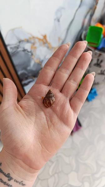 Продам улиток Ахатина