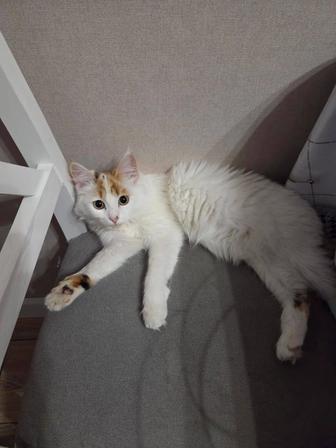 Отдам кошку