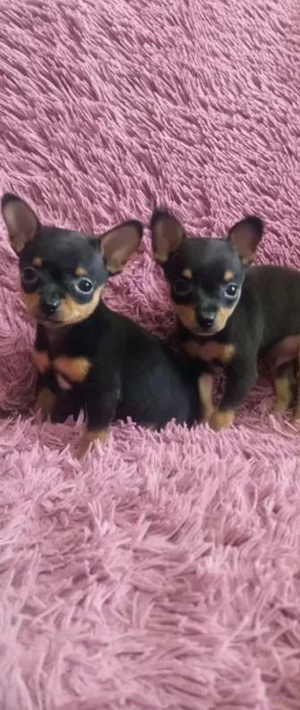 Щенки мини тоя