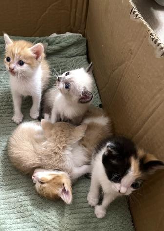 Отдам ласковых котят в добрые руки