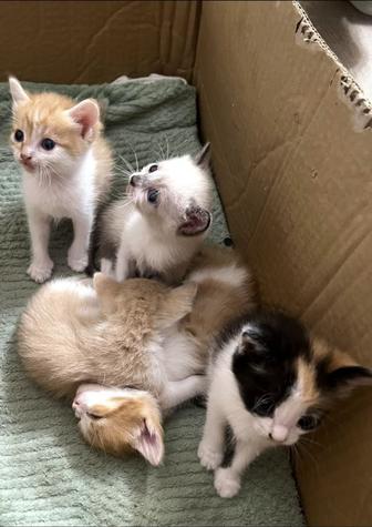 Отдам котят в добрые руки