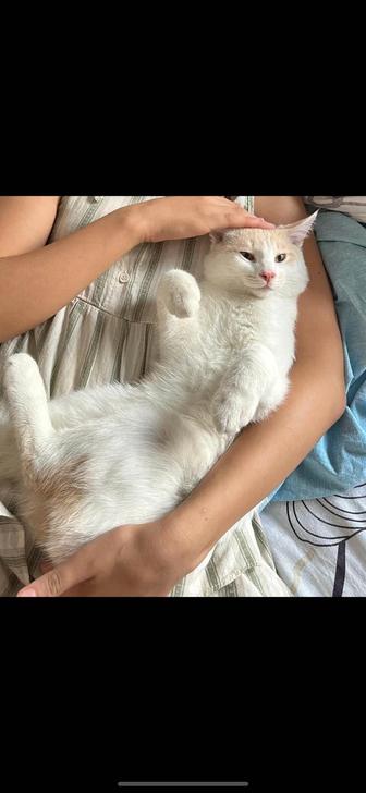 Отдам кота в хорошие руки