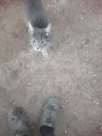 Отдам в хорошие руки котенка