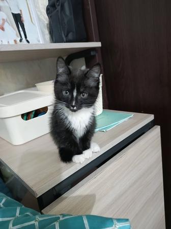 2,5 айлық кішкентай мысық