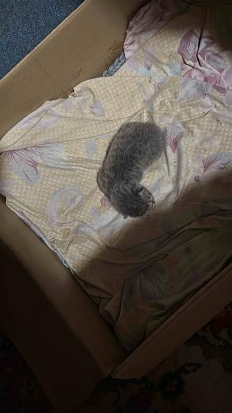 Котенок