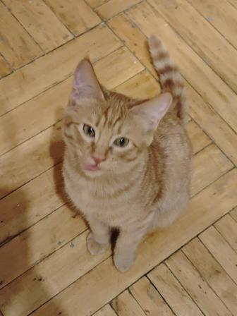 Рыжие котята