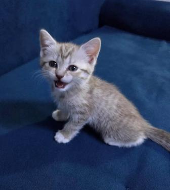 Котенок Шотландский прямоухий