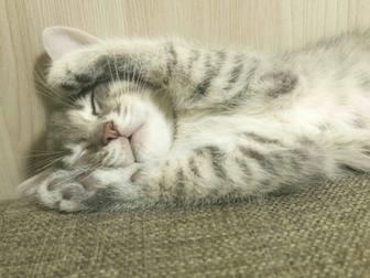 Красивый, спокойной котенок срочно ищет дом