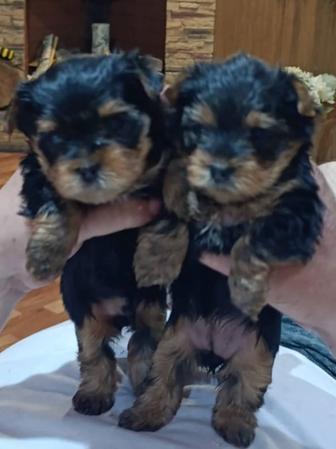 Мини девочка Йоркширского терьера