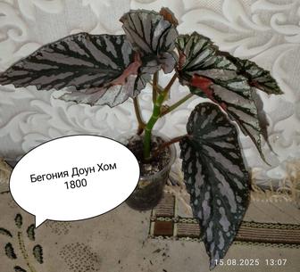 Домашние бегонии