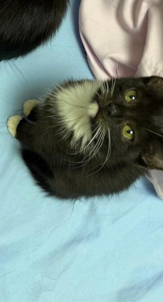 Отдам котенка в хорошие руки