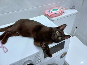 Нежный котенок Кнопа (девочка) ищет надежный дом