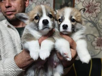 Продам щенков вельш корги пемброк.