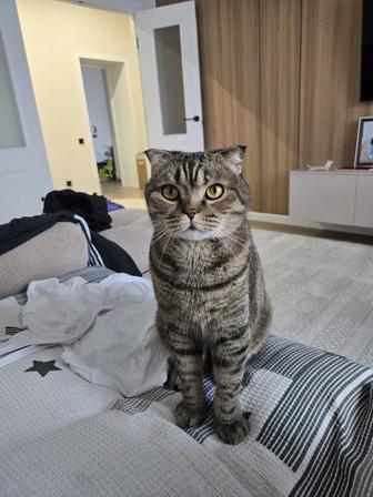 Отдам кота в добрые руки