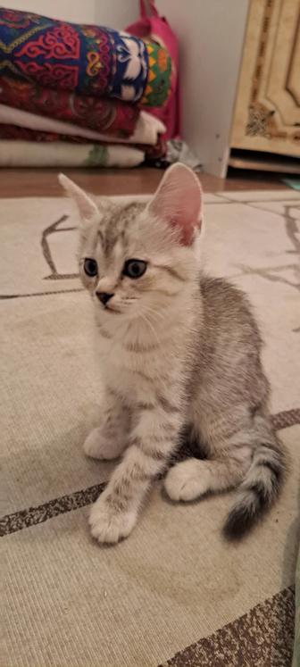 Котят шотландки 2 месяц,2 мальчик,один девочка