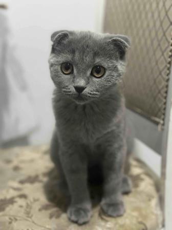 Шотландская вислоухая кошка