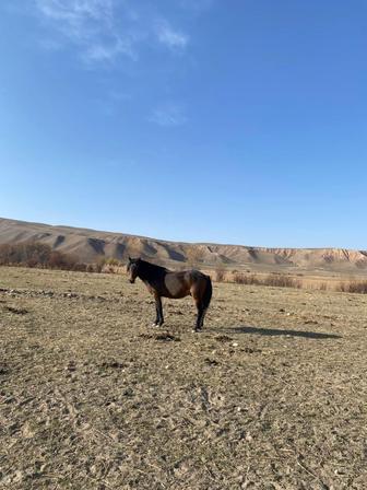 Айгыр продается (на соғым)