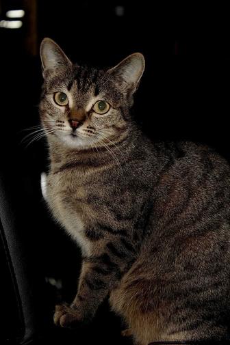 Срочно ищет дом кошечка!!!