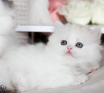 Котята скоттиш fold страйт хайленд шиншилла золотая