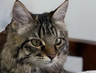 Кошка