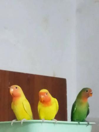 Неразлучники 2 месяца