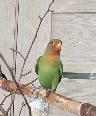 Неразлучники 2 месяца