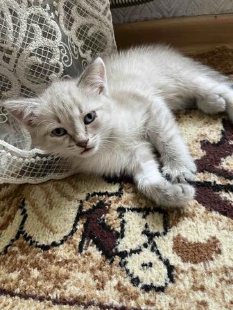 Кошка БЕСПЛАТНО