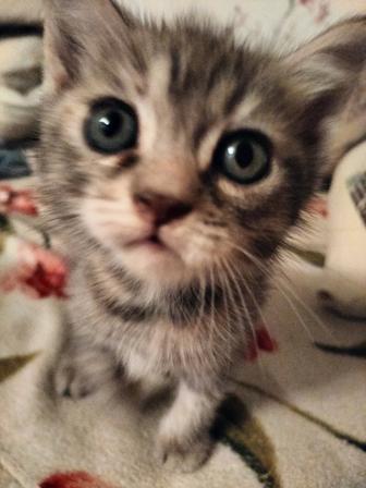 Отдам котят