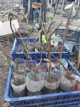 Продаю ежевика садовая посадочный материал 1 корень