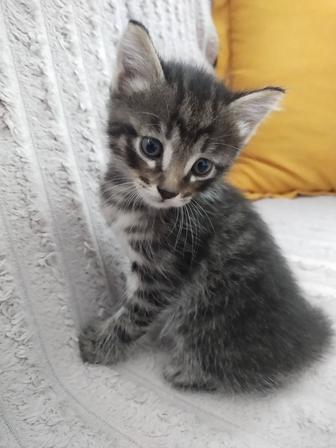 Отдам котят в хорошие руки