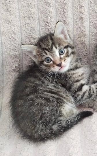Красивый котенок