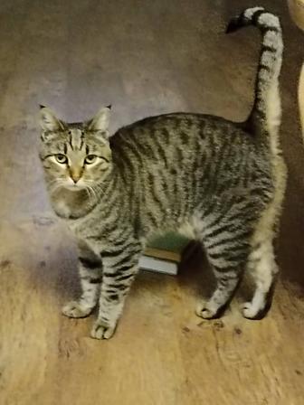 Отдам кота в добрые руки