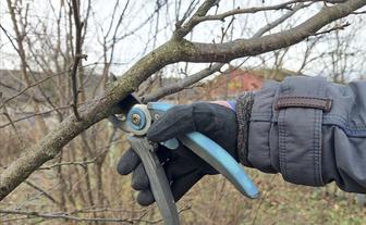 Обрезка плодовых деревьев