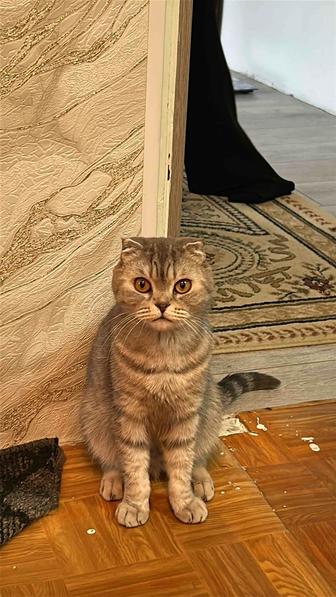 Отдал кошку британскую вислоухую бесплатно