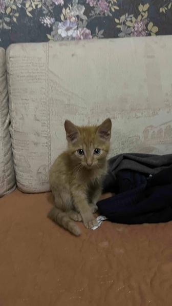 Отдам котенка в добрые руки