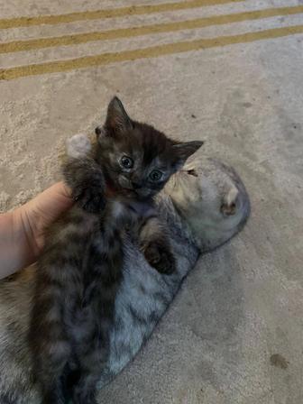 Котят шотландки