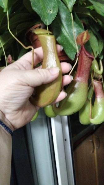 Продам мухоловки