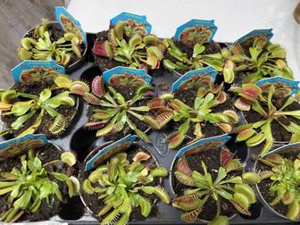 Продам мухоловки