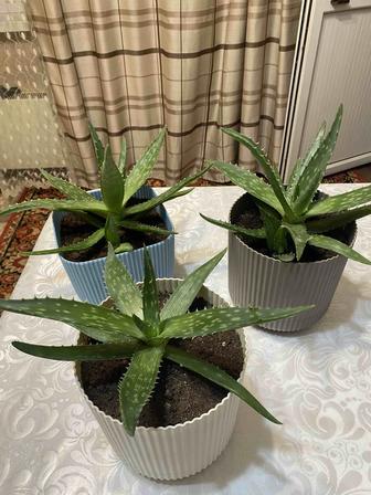 Продается алоэ, растения в горшках