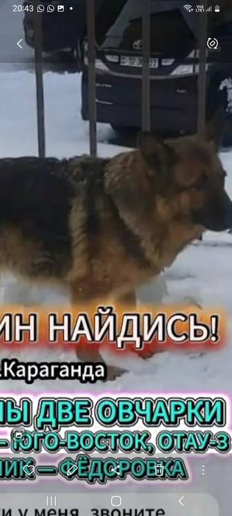 Найдены две овчарки