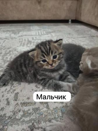 Шотландские котята