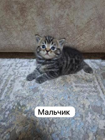 Шотландские котята