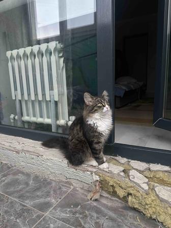 Отдаем котенка в хорошие руки