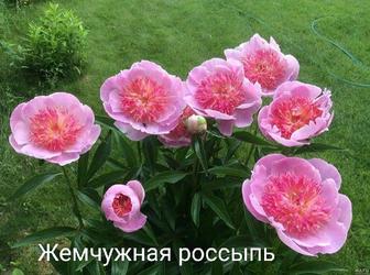 Пион Жемчужная Россыпь