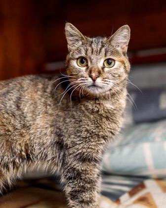 Пристраивается чудесная кошечка