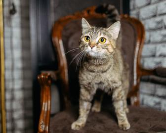 Пристраивается чудесная кошечка